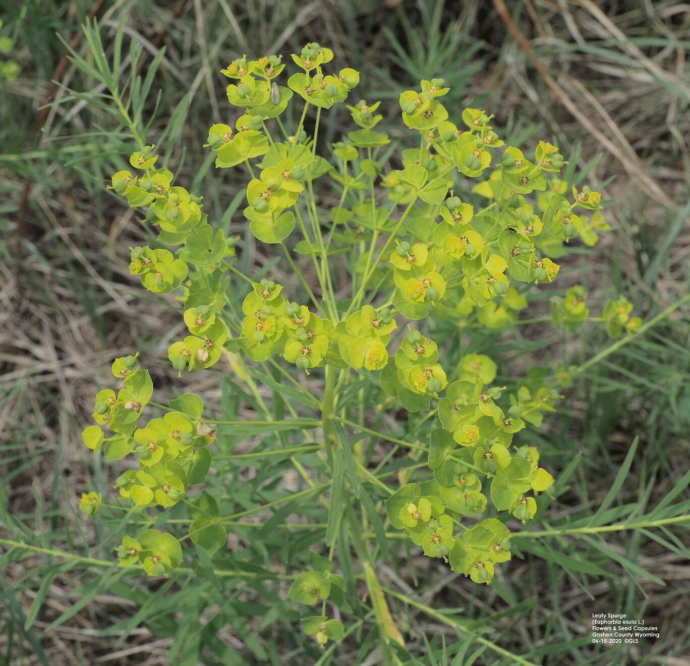 Leafy Spurge
